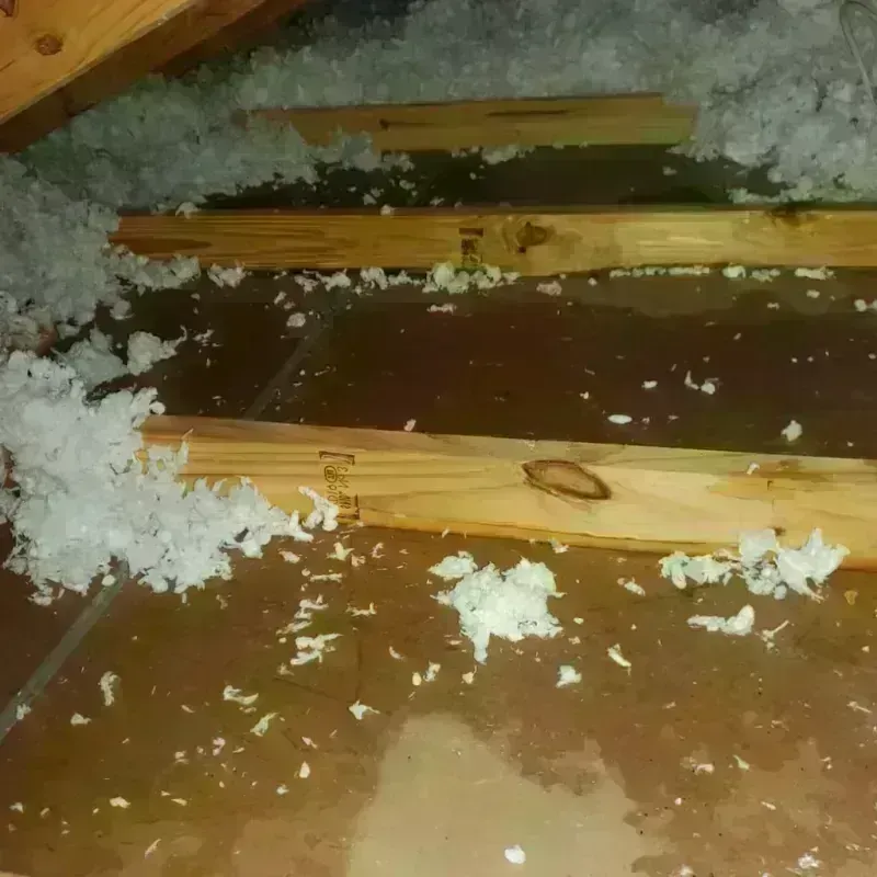 Attic Water Damage in Kyle, TX