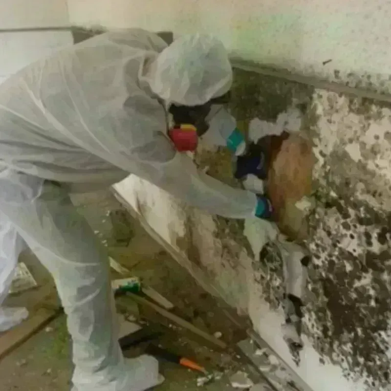 Mold Remediation and Removal in Kyle, TX